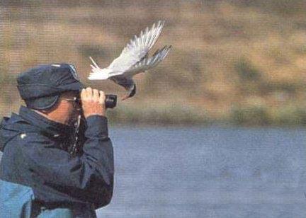 birdwatching.jpg